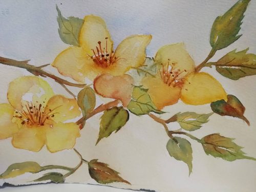 Watercolour, Roses.